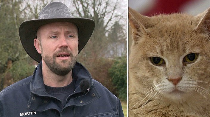 Vilde tam-katte Kan børn med farlige | TV2