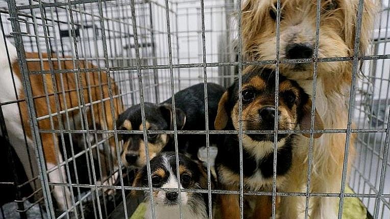 tåge te Hvor Anklager kræver fængsel for vanrøgt: Hunde blev skudt og slået | TV2  Østjylland