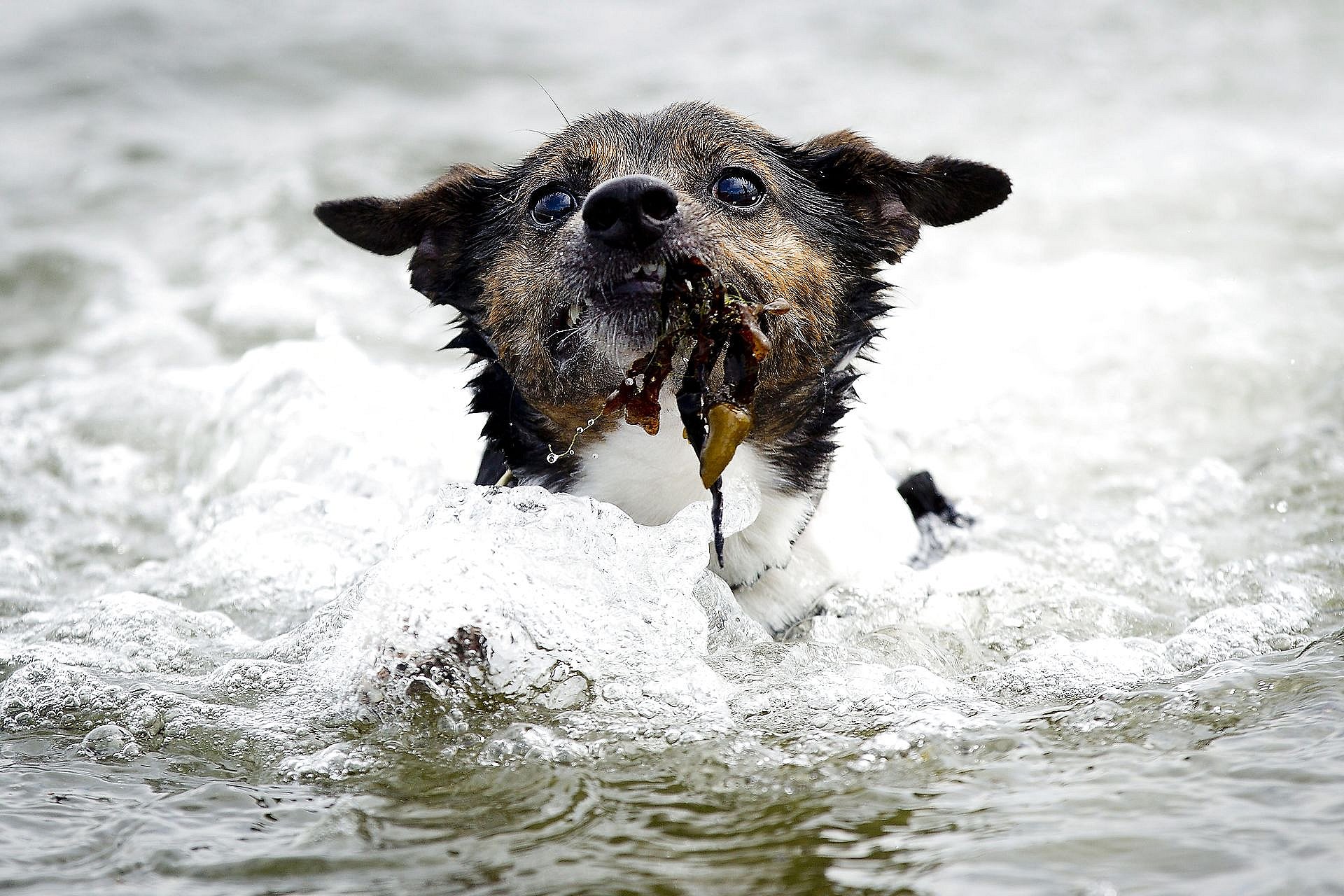 Trænger Fido til en Her er sommer-reglerne for hunde på stranden | TV2 Østjylland