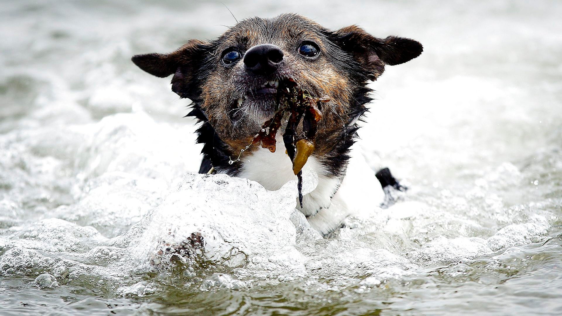 beløb ære nuttet Trænger Fido til en dukkert? Her er sommer-reglerne for hunde på stranden |  TV2 Østjylland