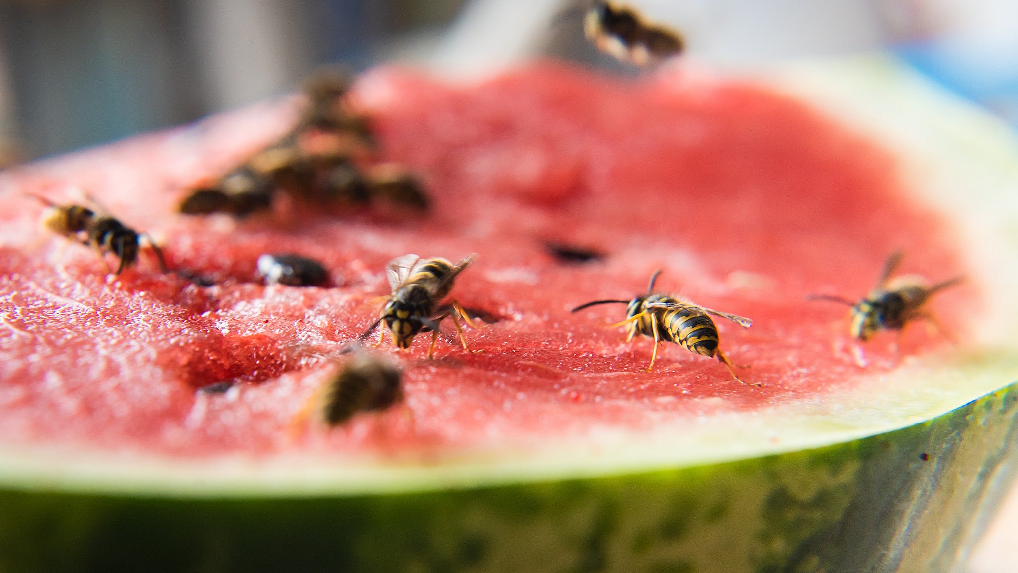 Hvepsesæsonen over os: Sådan skal du forholde dig de aggressive insekter | TV2 Østjylland