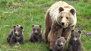 Store Bjørnedag: Nu kommer ungerne på græs