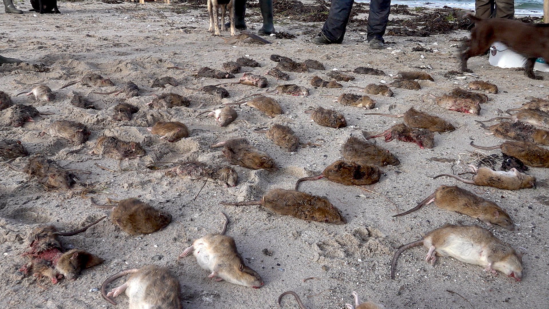 Ø er af rotter med og hunde skal de nu fordrives | TV2