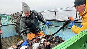 Smider flere tons fisk i havet: Nu svarer ministeren