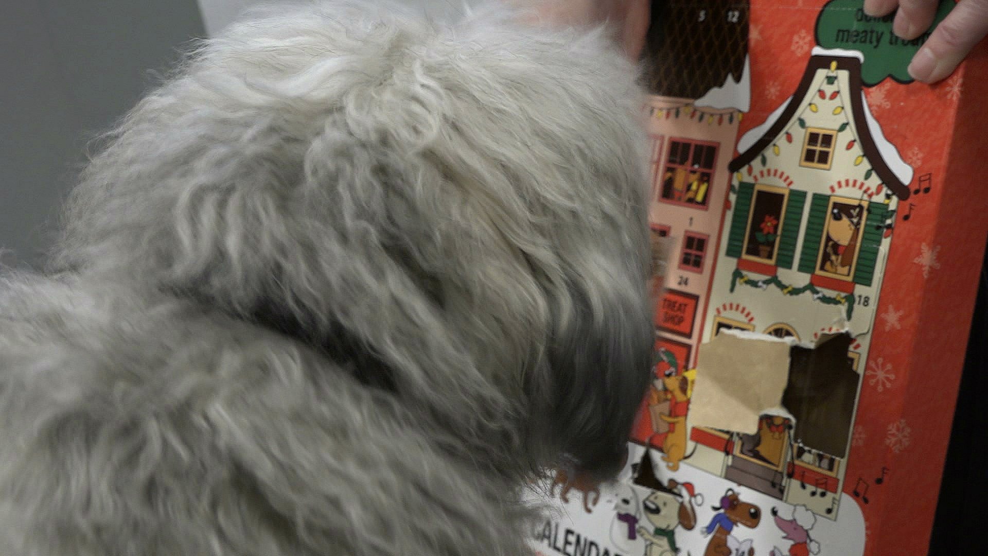 Dyrehandel: Vi sælger mange julekalendere hunde | TV2