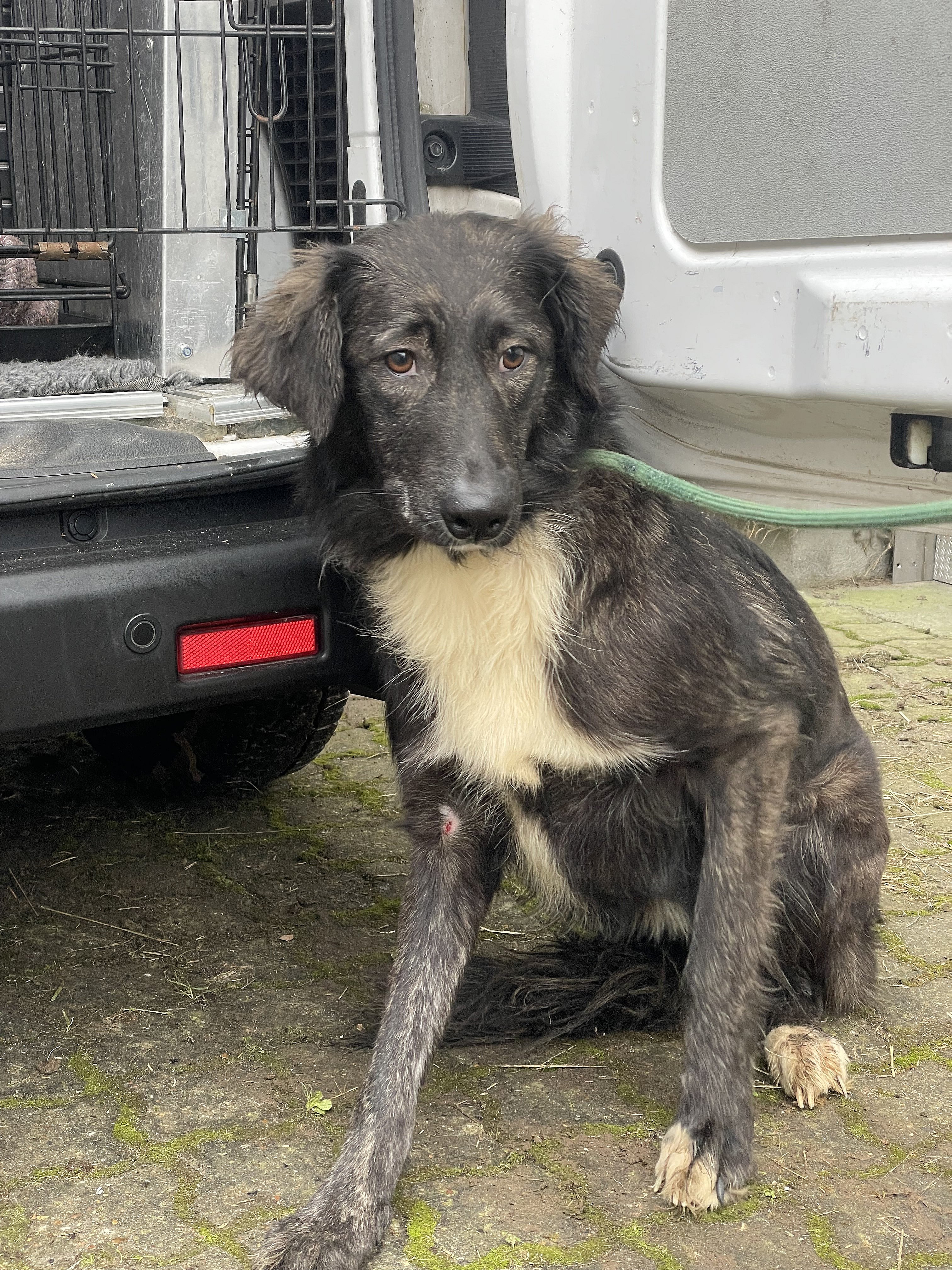 hunde fjernet fra mand - får lov til at beholde én | TV2