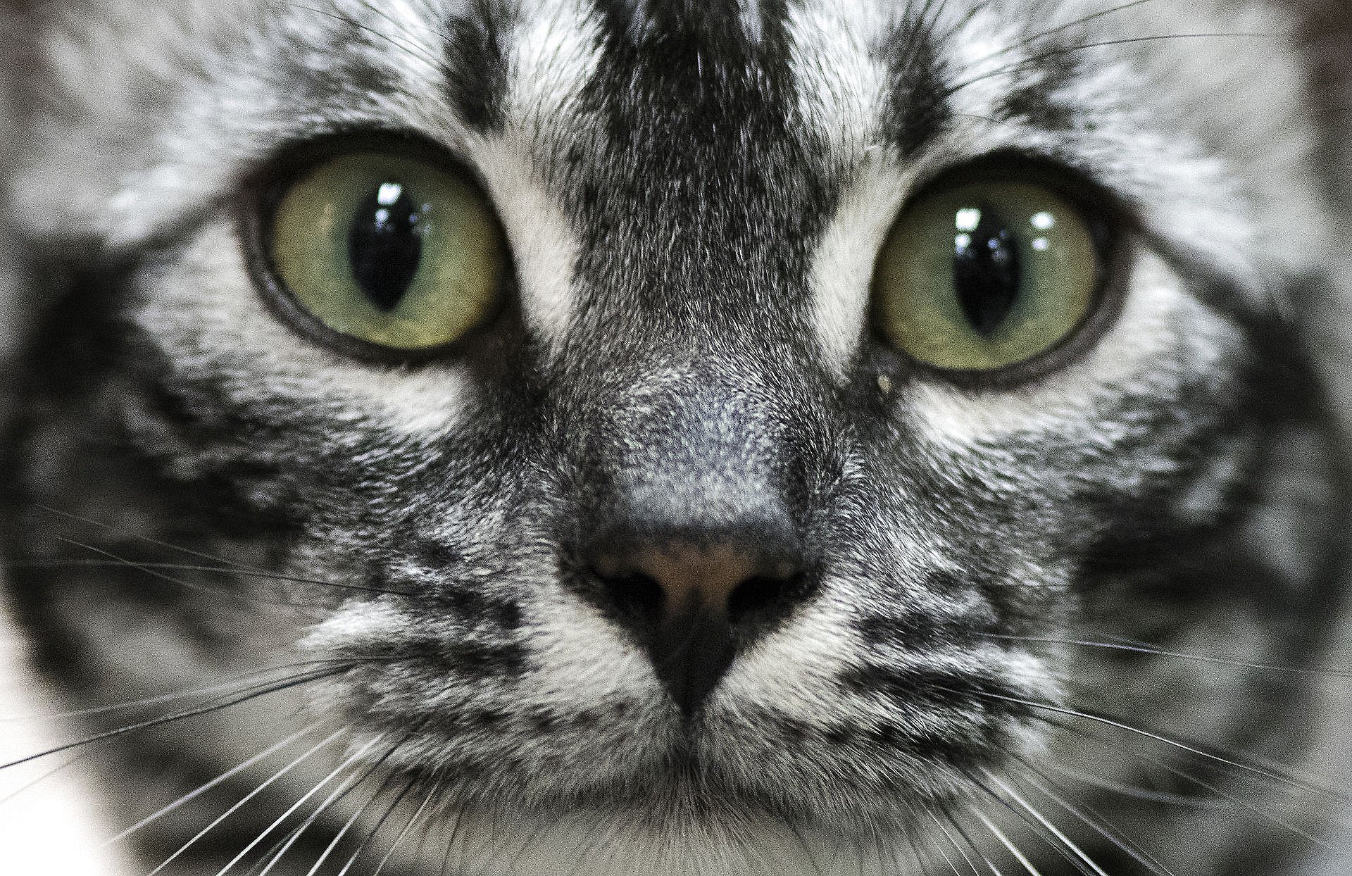 Glæd dig Sidelæns Regeneration Ejere af umærkede katte kan miste retten til bortløbne kæledyr | TV2  Østjylland