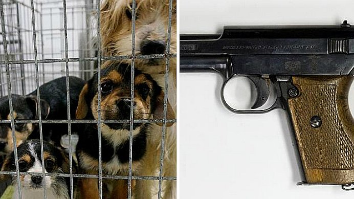Pensionist sigtes for våbenlager aflivning af hunde | TV2