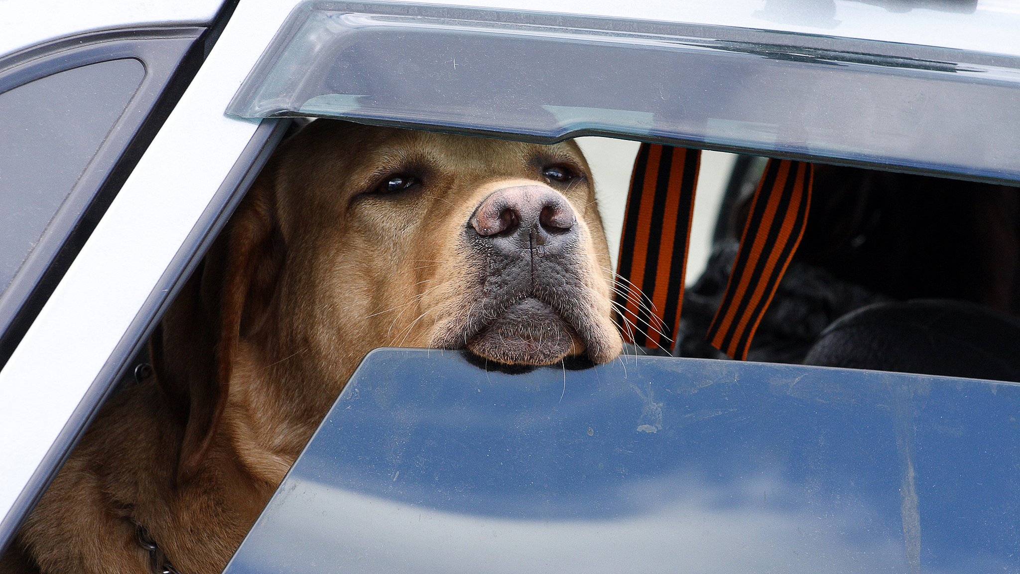 Cars dogs. Собака в авто. Животные в салоне авто. Щенок в машине. Животные в машине жара.