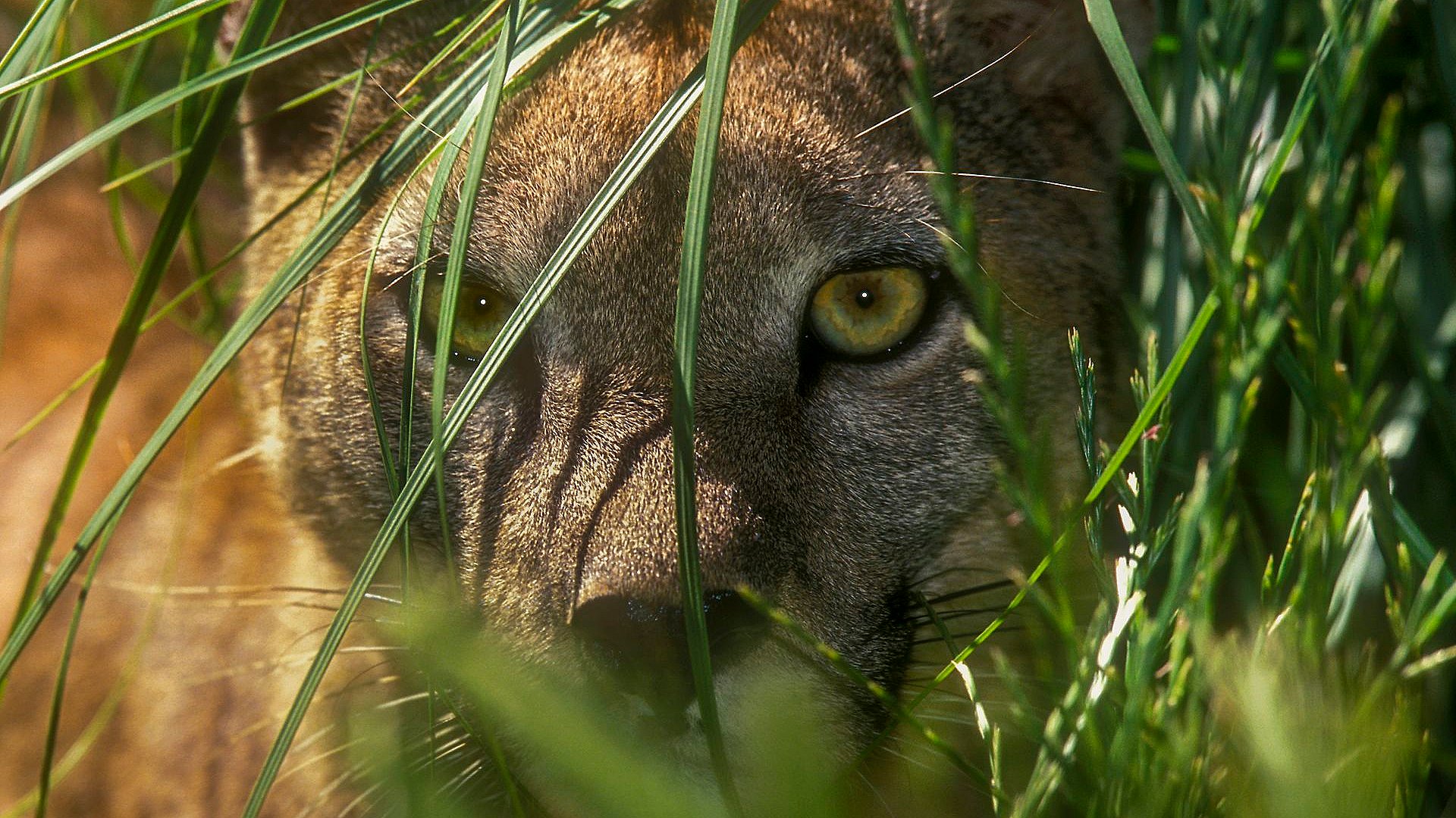 Puma-lignende spottet flere gange – ikke umuligt, mener eksperter | TV2 Østjylland