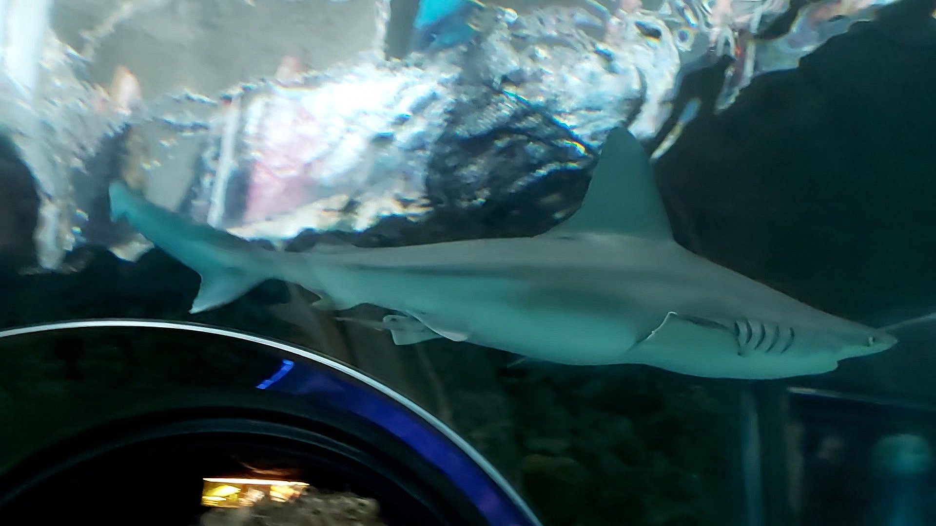 Sensation: Pludselig fødte haj - to unger blev spist | TV2