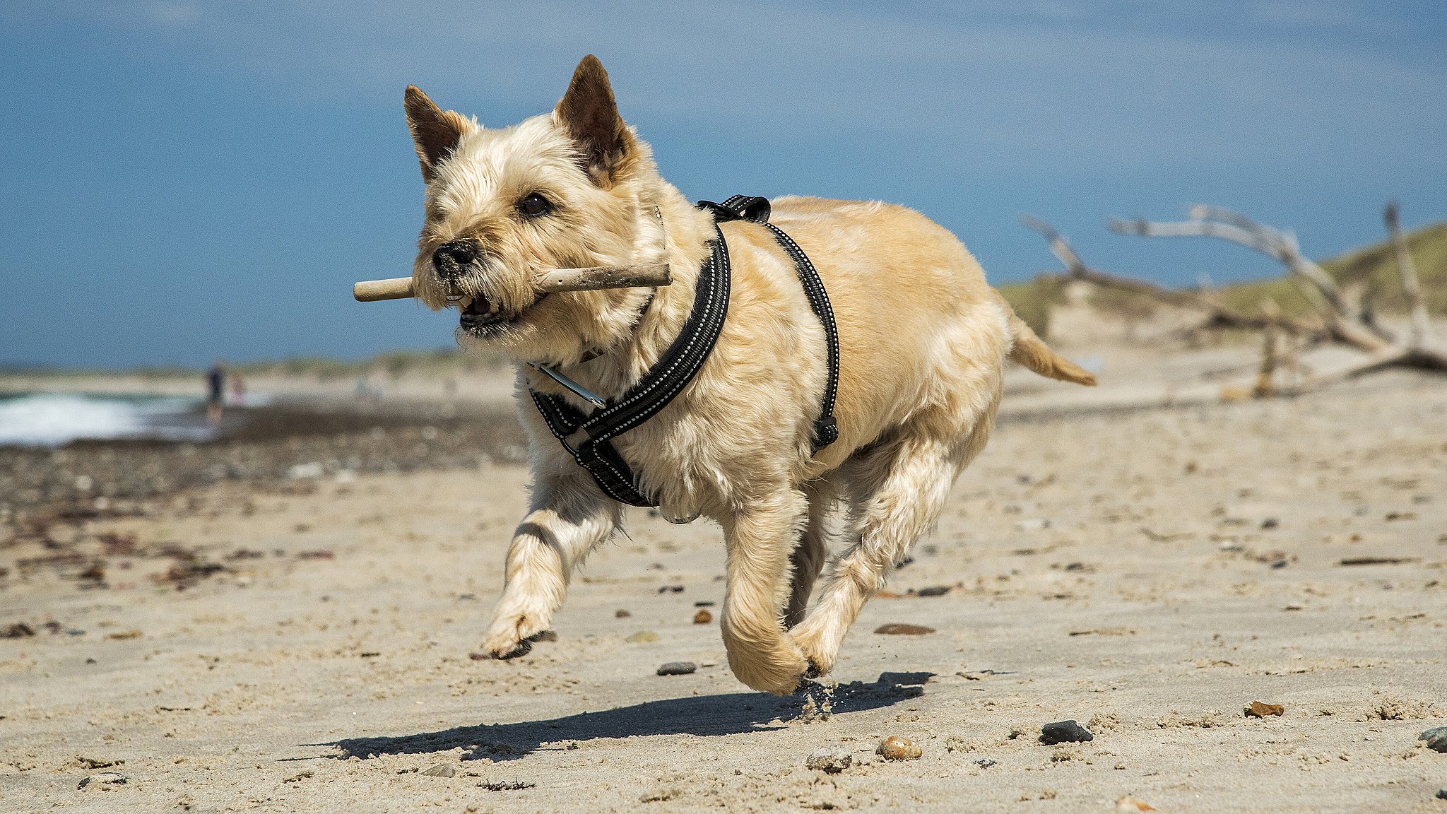 Kritisk salat ø Hunde skal snart holdes i snor på stranden | TV2 Østjylland