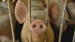 Rapporter peger på dårlige forhold i danske grisestalde