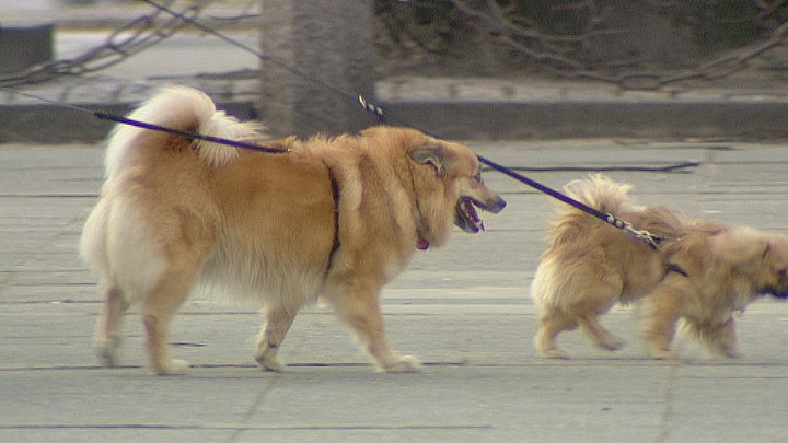 Kør væk låne Oversigt Løse hunde giver bøder | TV2 ØSTJYLLAND
