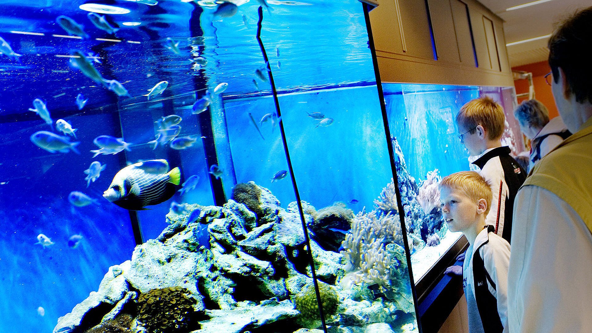 Tre år glasset sprang: genopbygger kæmpe akvarie TV2