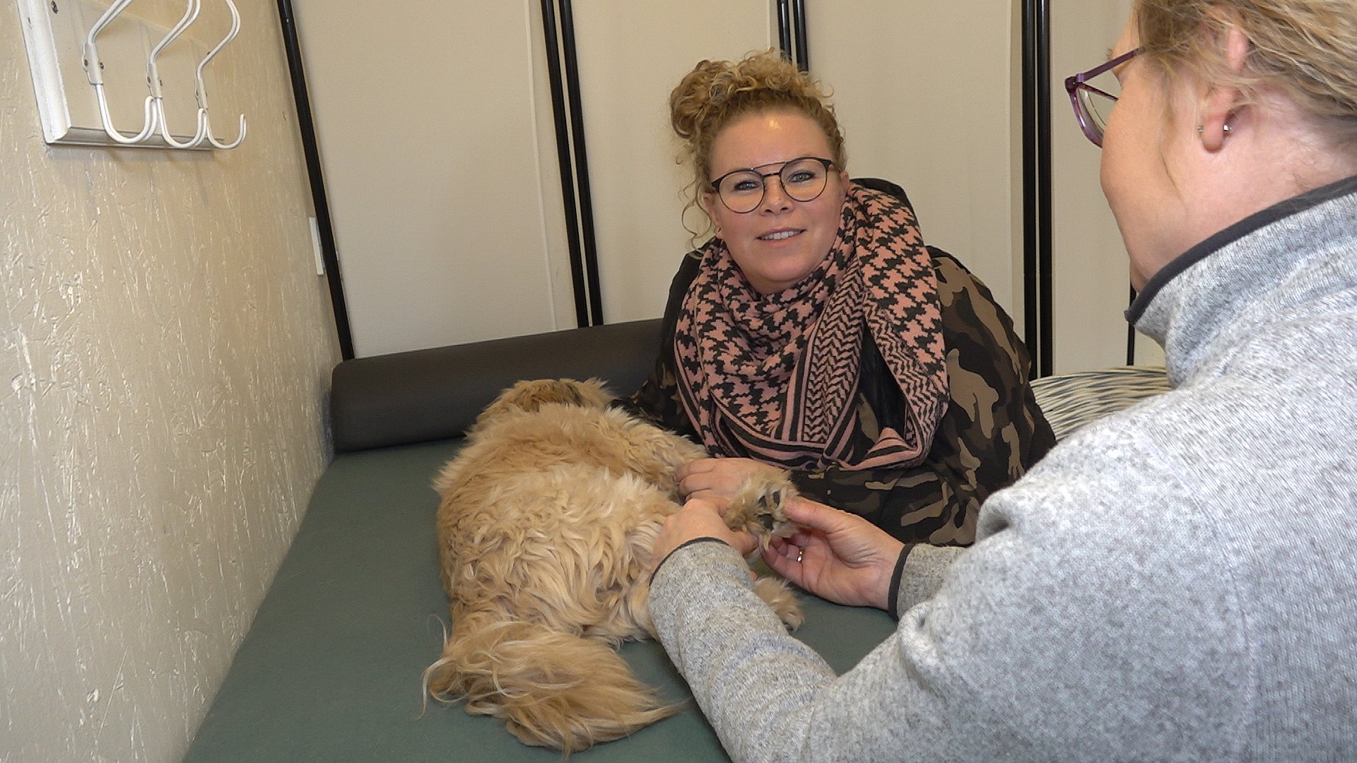 Pub tab Majestætisk Hunde kan også blive deprimeret: Zoneterapi hjælper Trold | TV2 Østjylland