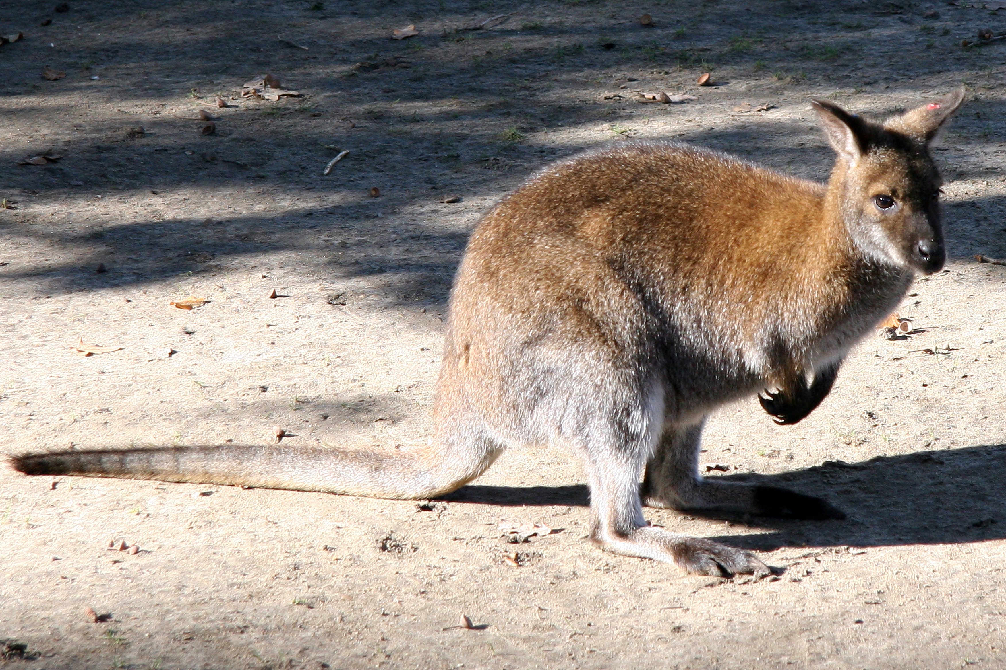 Kænguru hoppede frit omkring: Nu den skudt TV2