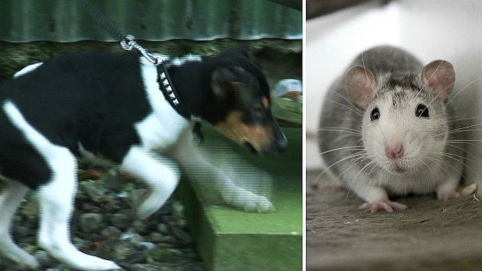 En rotter | TV2 Østjylland