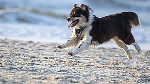 Nu slippes hundene løs på strandene