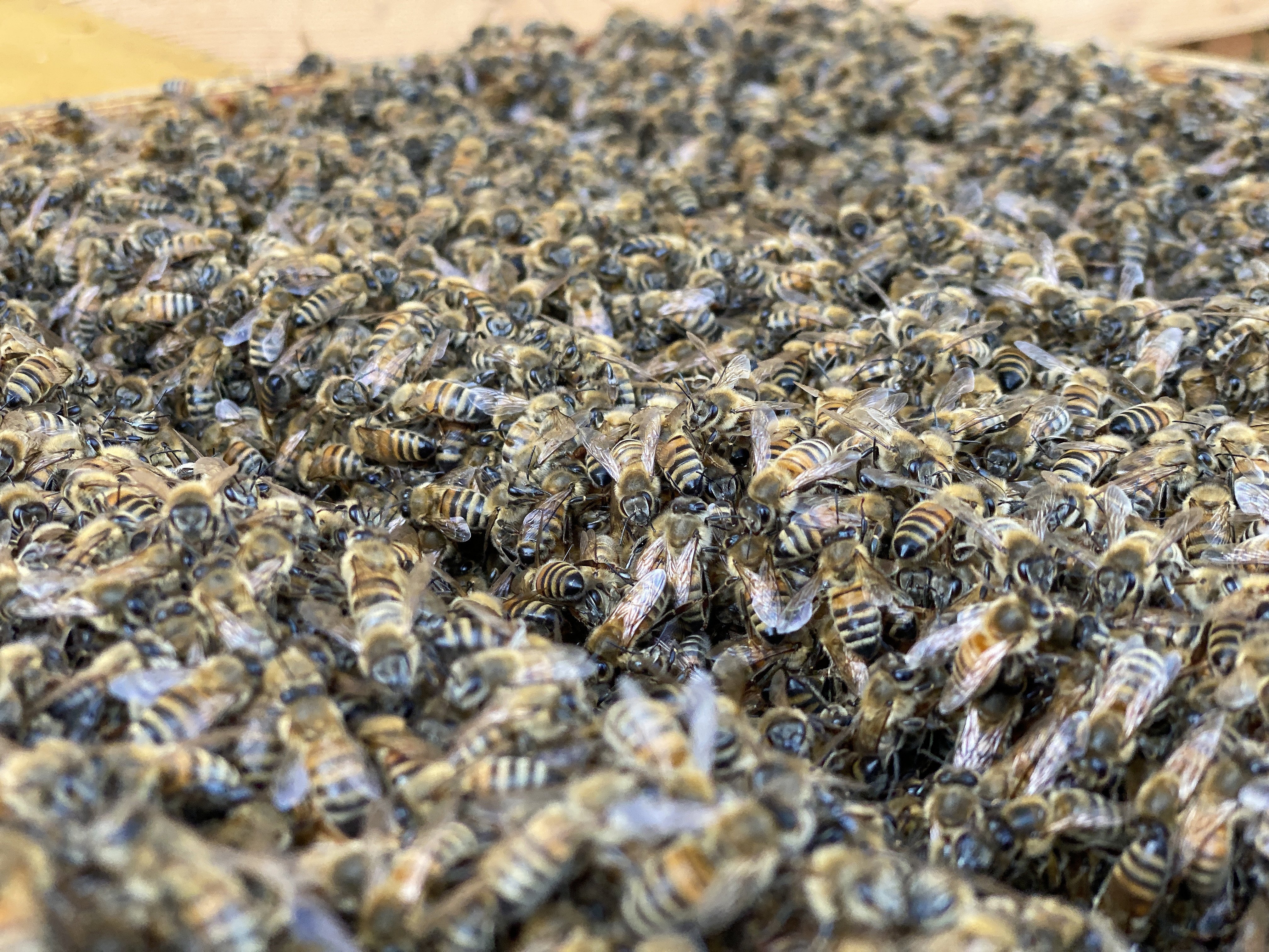 Konsultere grundigt Opmærksomhed Jakob laver de bedste bier - vinder fornem pris | TV2 Østjylland